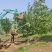 早樱