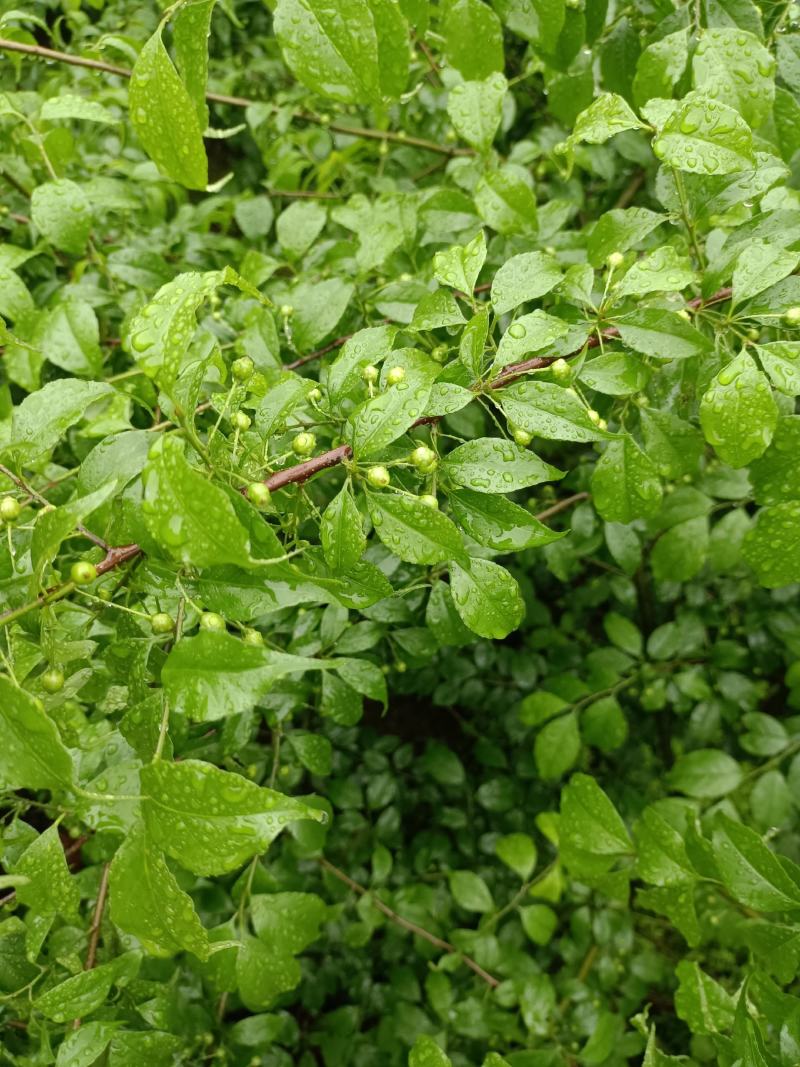 广西岗梅苗，根须发达，小叶岗梅苗，湖南岗梅苗，江西岗梅苗