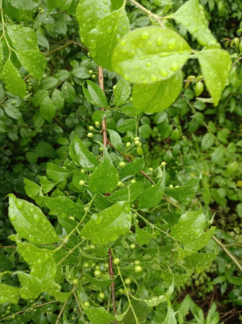 广西岗梅苗，根须发达，小叶岗梅苗，湖南岗梅苗，江西岗梅苗