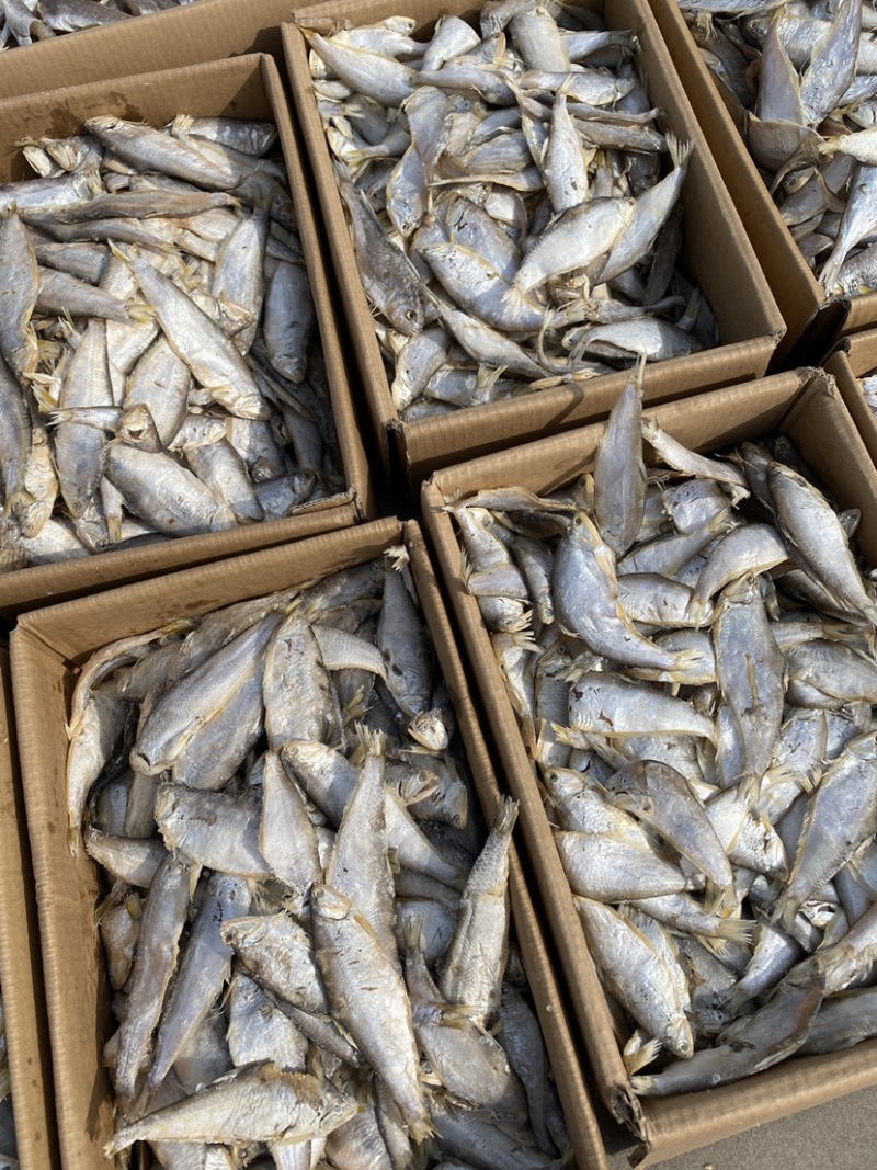 咸鱼马口鱼油扣鱼大量有货新货加工一箱15斤