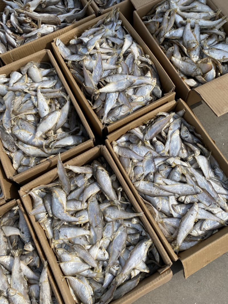 咸鱼马口鱼油扣鱼大量有货新货加工一箱15斤