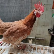 400日淘汰蛋鸡，品种海兰灰均重3.789斤！白菜价！
