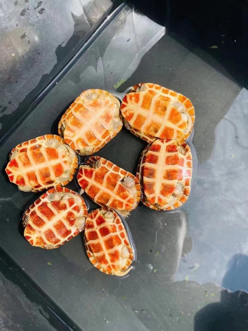 纯种皖喉小青