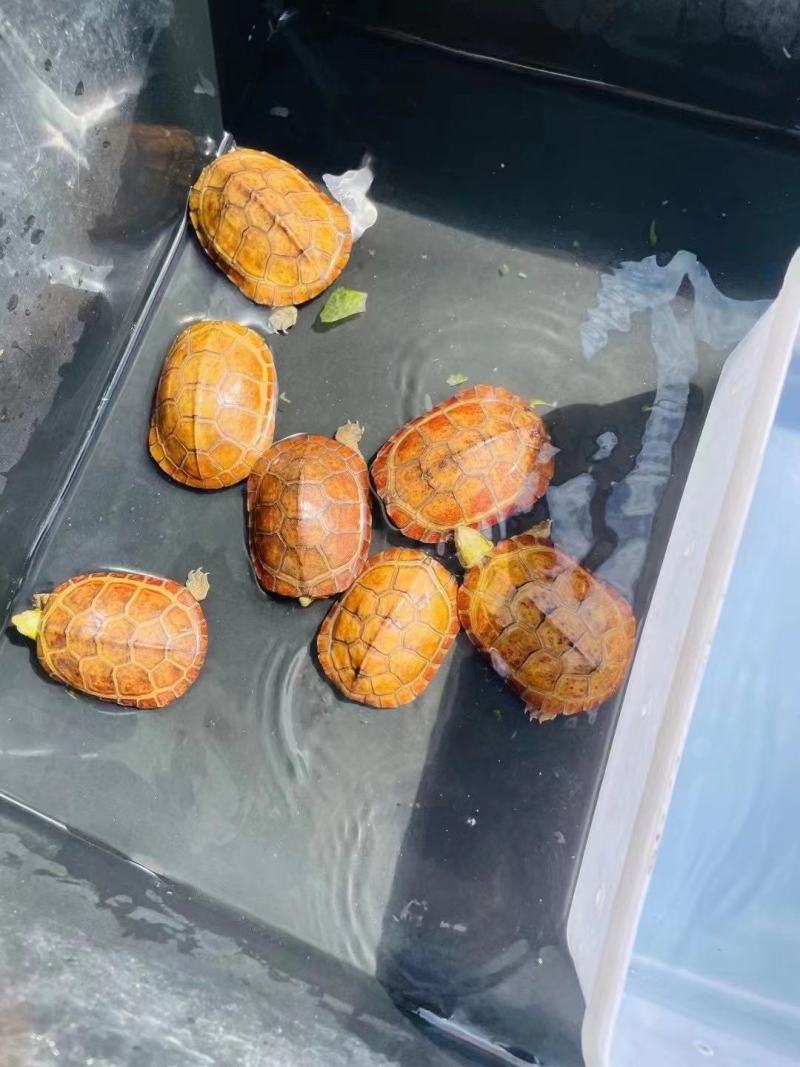 纯种皖喉小青