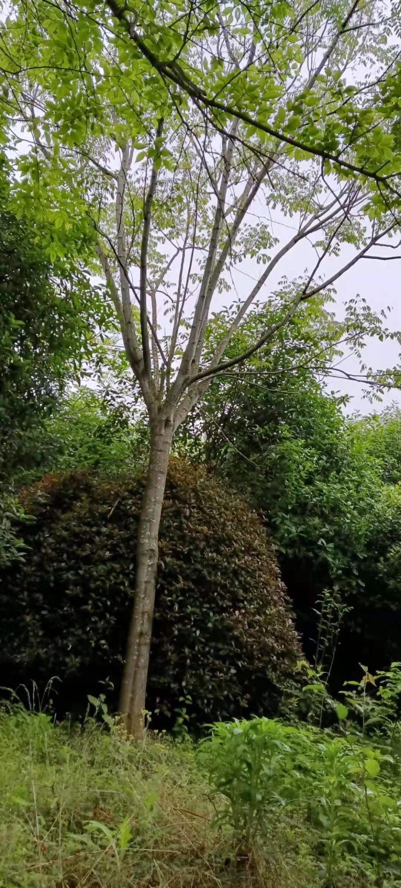 栾树各种规格栾树江西大量供应
