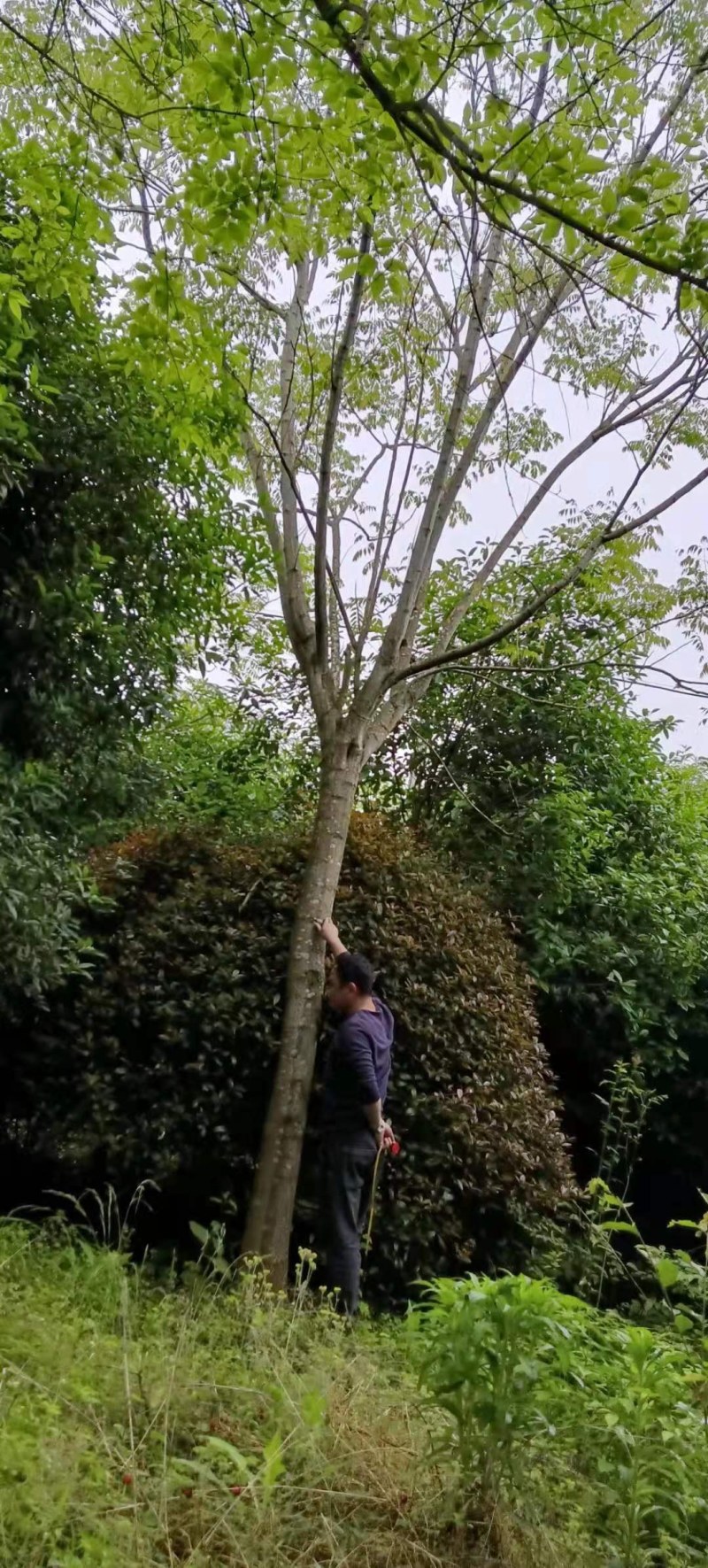 栾树各种规格栾树江西大量供应