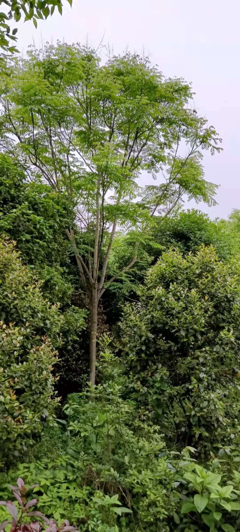 栾树各种规格栾树江西大量供应