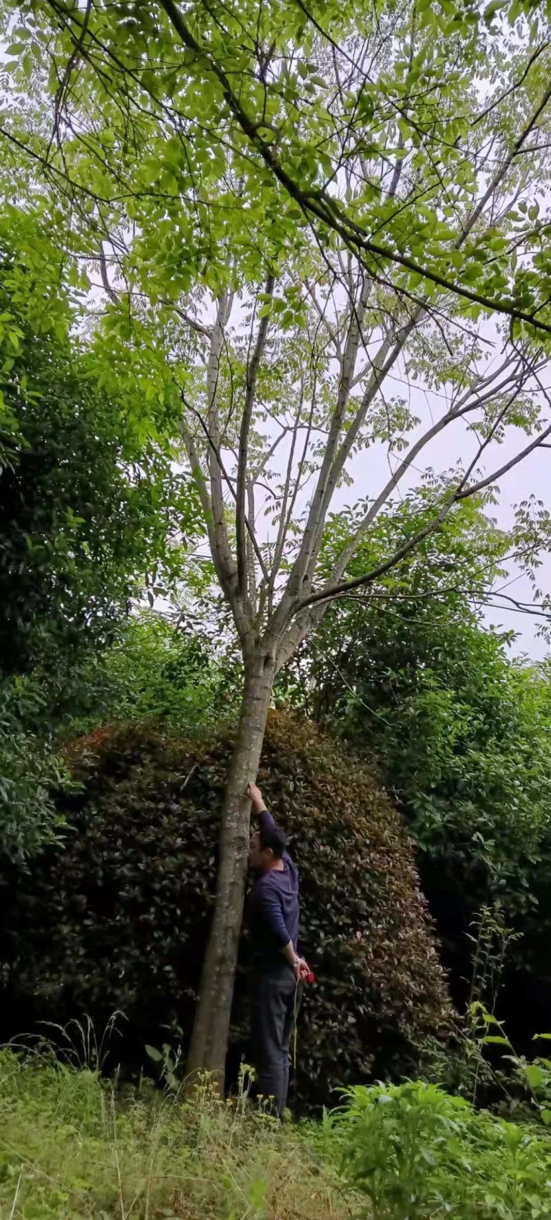 栾树各种规格栾树江西大量供应