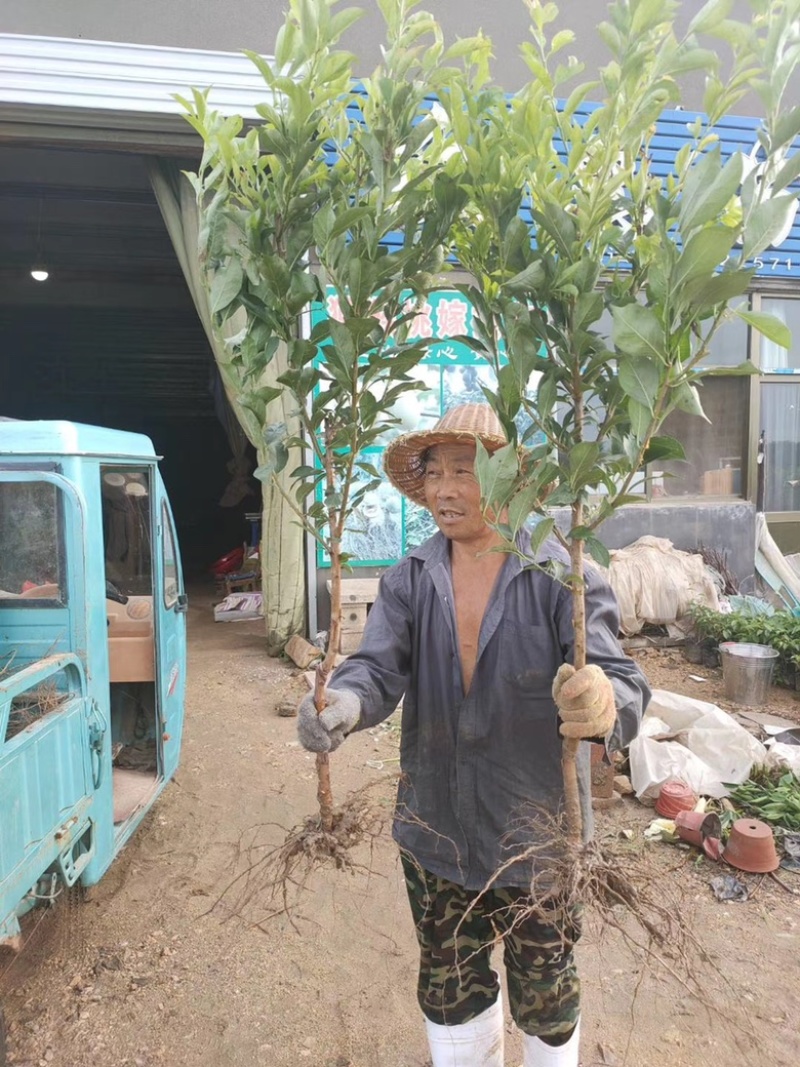 果树苗李子树苗美国杏李树苗嫁接味蒂李子苗