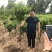 果树苗李子树苗美国杏李树苗嫁接味蒂李子苗