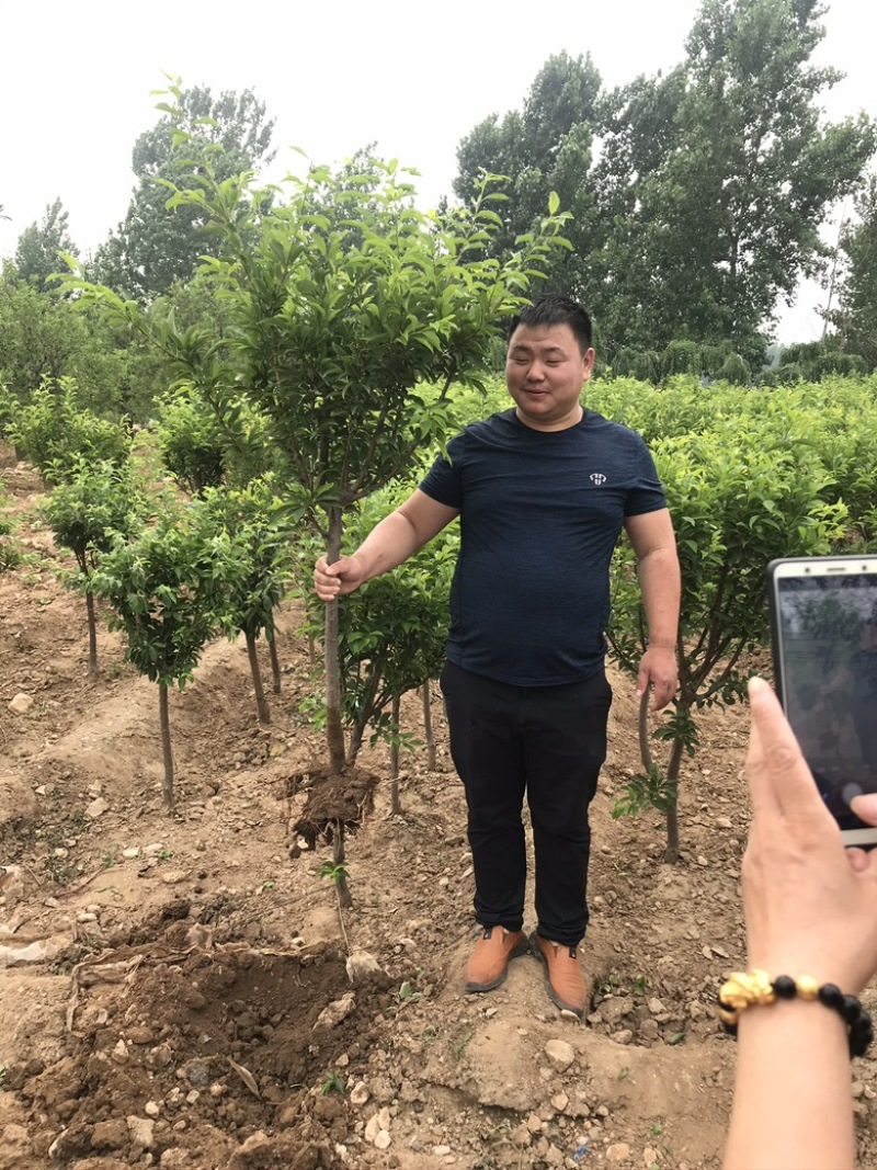 果树苗李子树苗美国杏李树苗嫁接味蒂李子苗