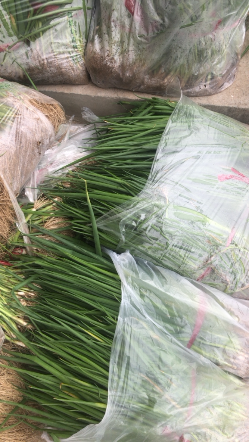 品质好货，一手货源，小葱葱苗，民丰伟二小香葱苗品种优