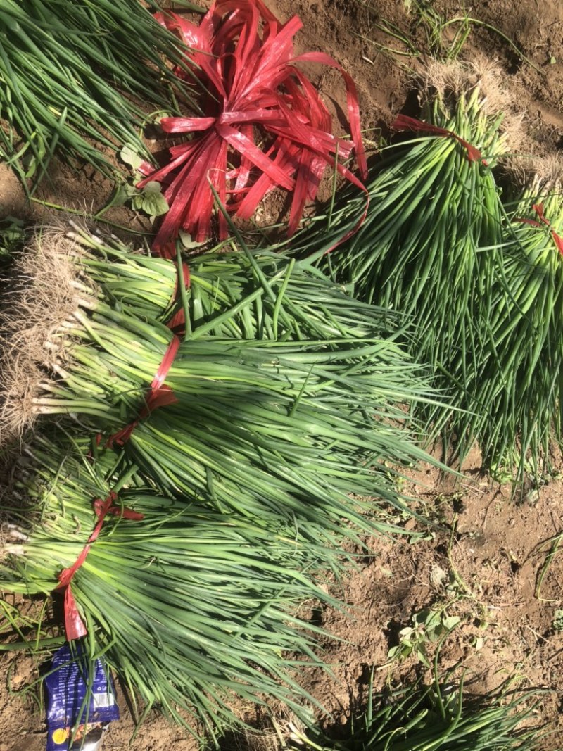 品质好货，一手货源，小葱葱苗，民丰伟二小香葱苗品种优