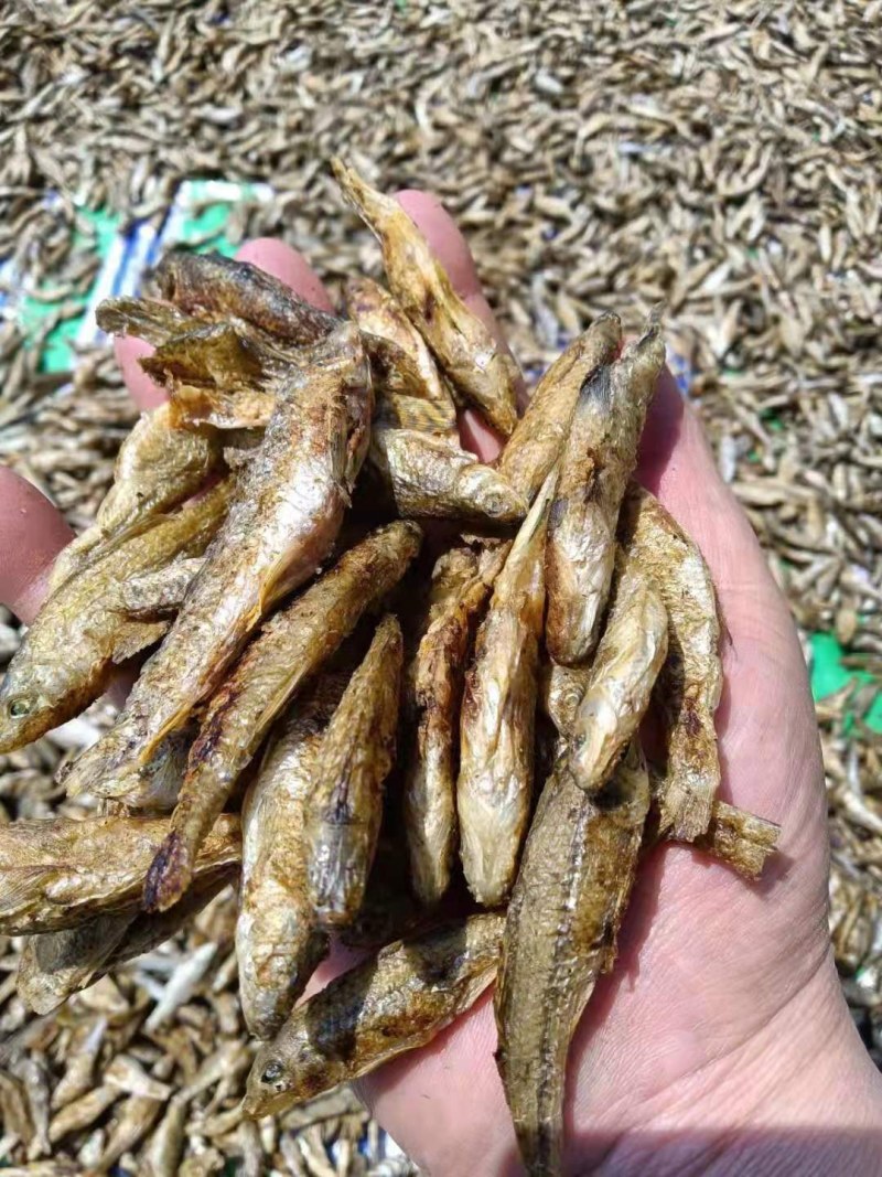 锅煎，烤干麦穗鱼，油炸麦穗，水煮麦穗鱼干，