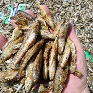 锅煎，烤干麦穗鱼，油炸麦穗，水煮麦穗鱼干，