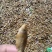 锅煎，烤干麦穗鱼，油炸麦穗，水煮麦穗鱼干，