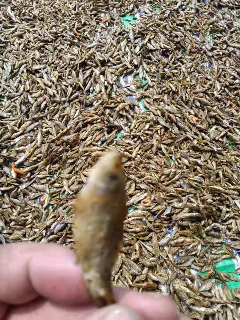 锅煎，烤干麦穗鱼，油炸麦穗，水煮麦穗鱼干，