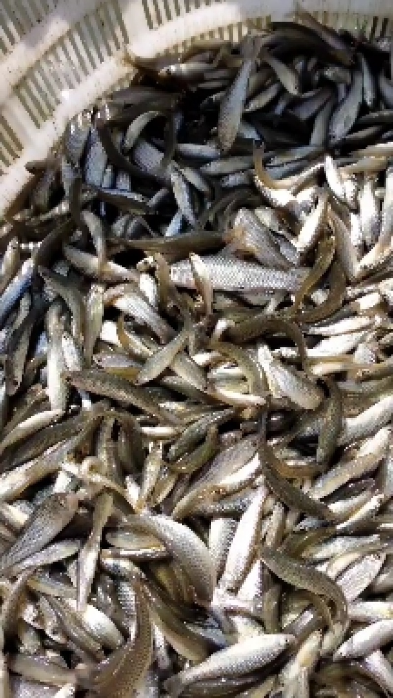 锅煎，烤干麦穗鱼，油炸麦穗，水煮麦穗鱼干，