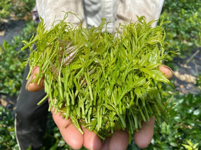 新茶恩施富硒茶来凤藤茶龙须茶土家神仙草莓茶