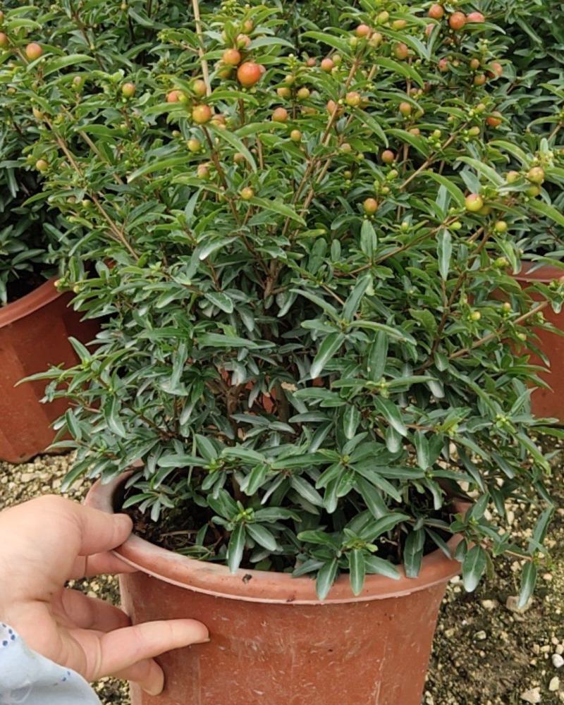 石榴花盆栽石榴盆景石榴树石榴盆栽植物室内室外阳台庭院绿植