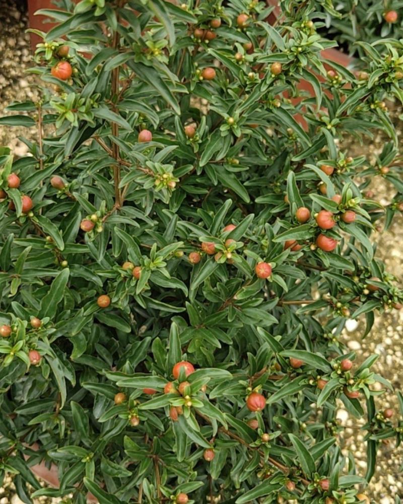 石榴花盆栽石榴盆景石榴树石榴盆栽植物室内室外阳台庭院绿植