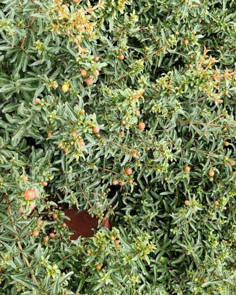 石榴花盆栽石榴盆景石榴树石榴盆栽植物室内室外阳台庭院绿植