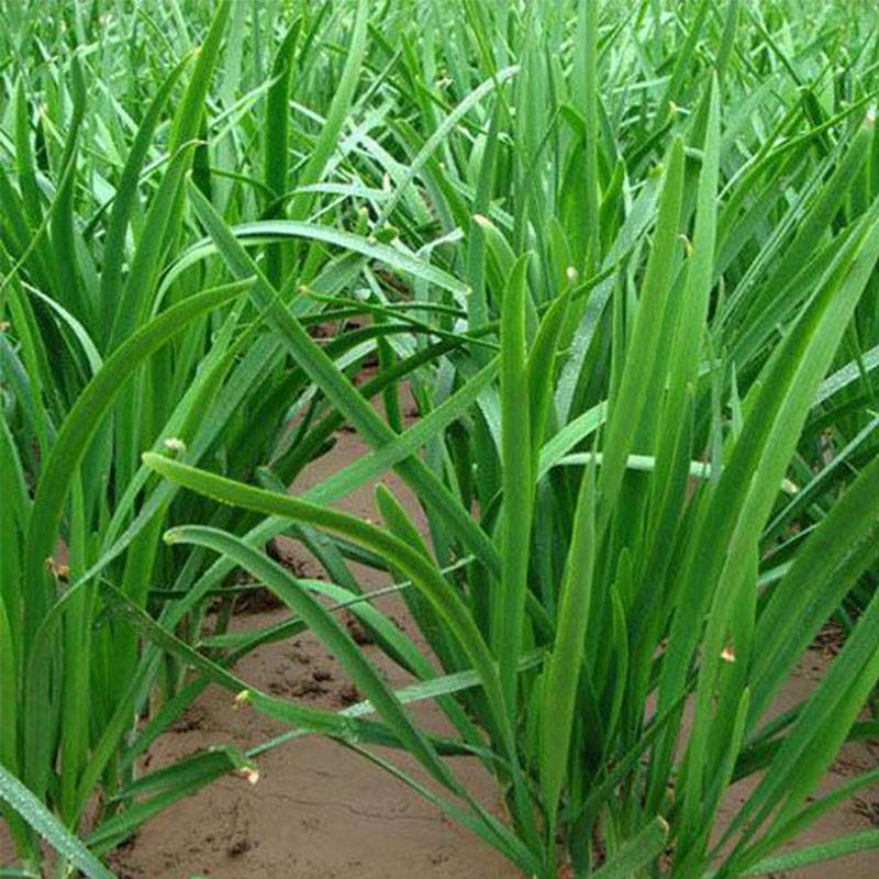 四川成都优韭蔬菜种植户，百亩基地，自产自销，质优价廉