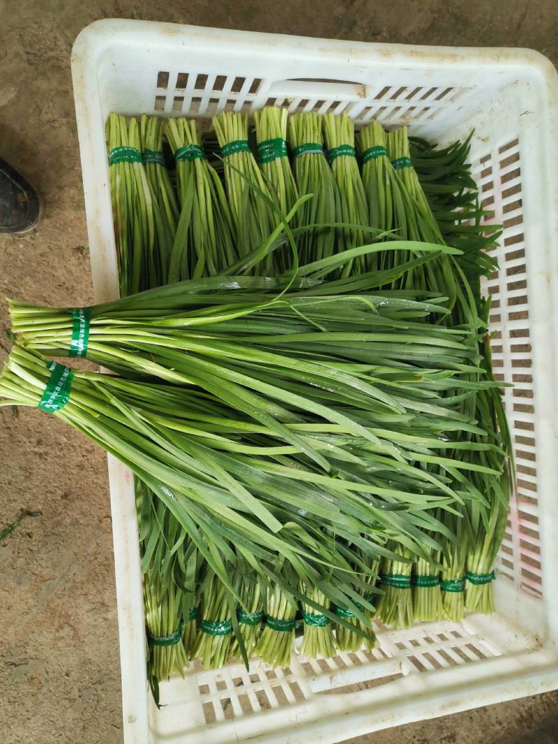 四川成都优韭蔬菜种植户，百亩基地，自产自销，质优价廉