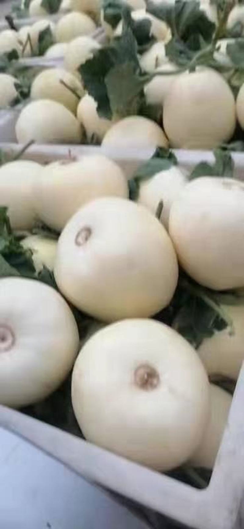 甜瓜玉菇甜瓜，白沙密，博洋6，博洋9，红金密，电商平台