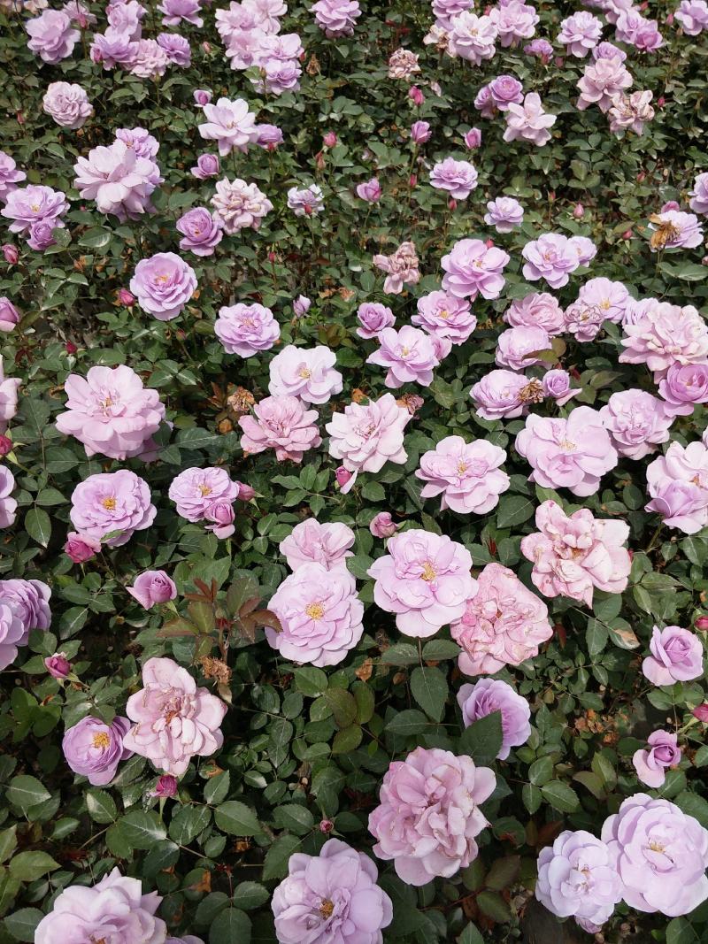 欧洲月季苗大花月季苗月季苗月季苗批发月季裸根苗