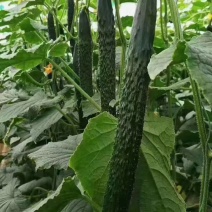 河南精品蜜刺鲜瓜，夏邑油亮黄瓜产地直供可视频看货真实报价
