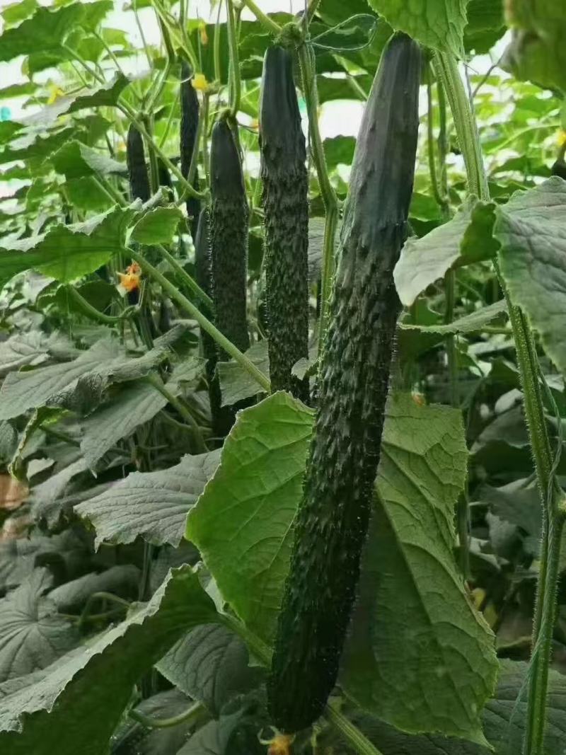 河南精品蜜刺鲜瓜，夏邑油亮黄瓜产地直供可视频看货真实报价