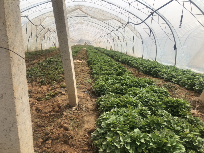 红薯种子在适宜温度下开始发芽,根系初现 红薯种子发芽初期
