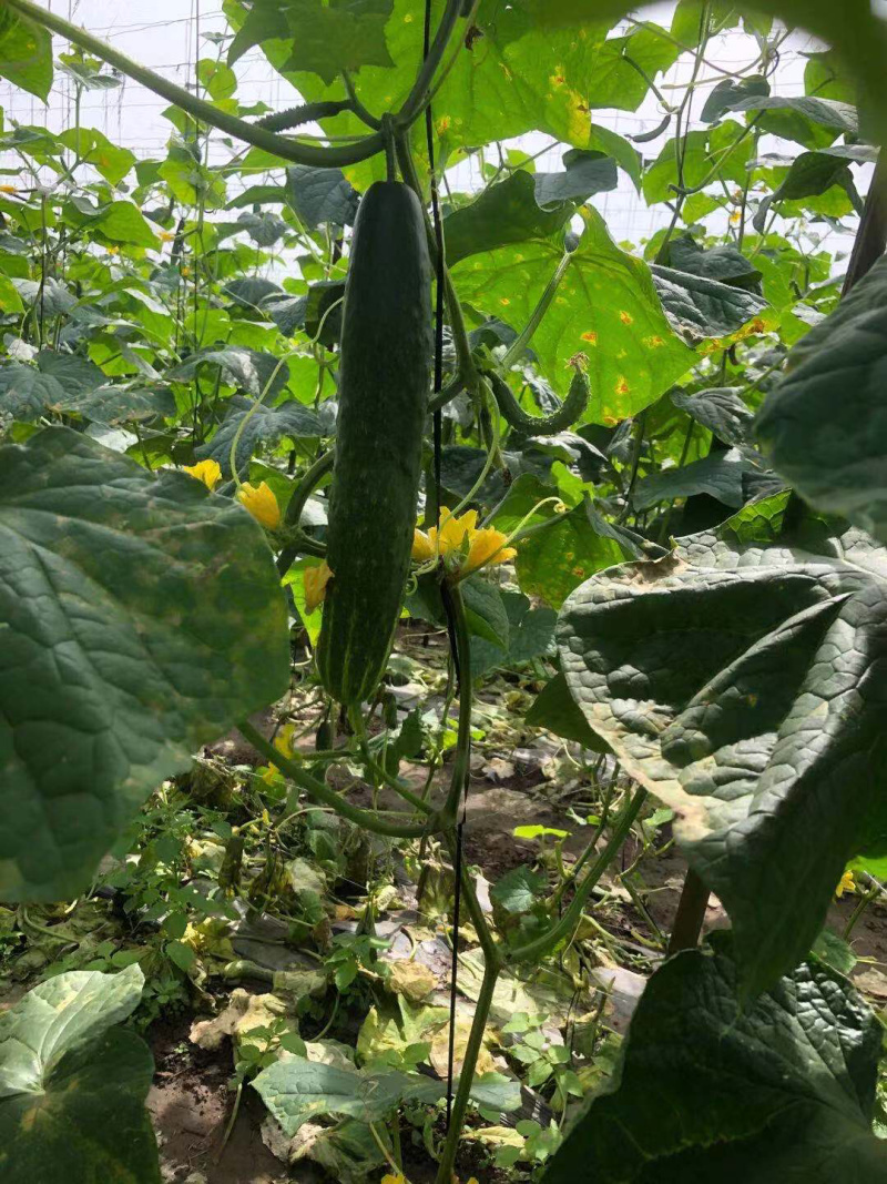🔥密刺黄瓜，大量出货中，推荐，商超，拖板车🌻