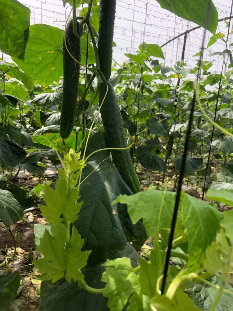 🔥密刺黄瓜，大量出货中，推荐，商超，拖板车🌻
