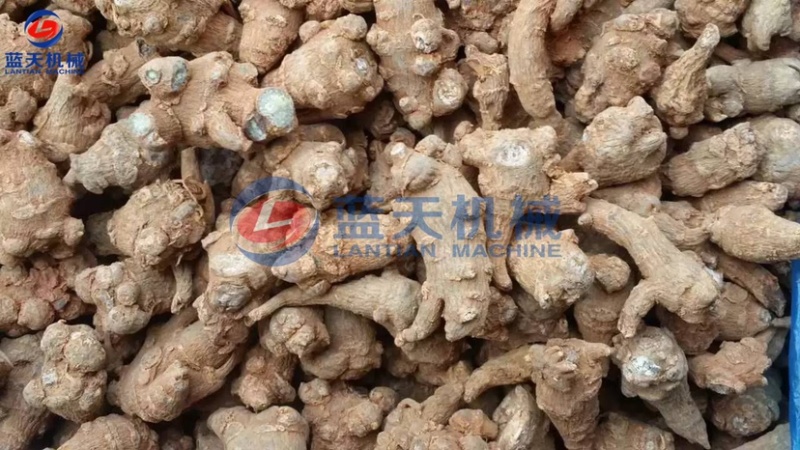 中药材烘干机三七烘干机地黄烘干机药材烘干切片一体机