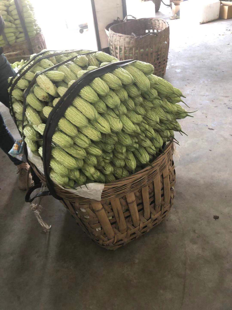 🔥产地直销🥗新鲜珍珠苦瓜白苦瓜油苦瓜