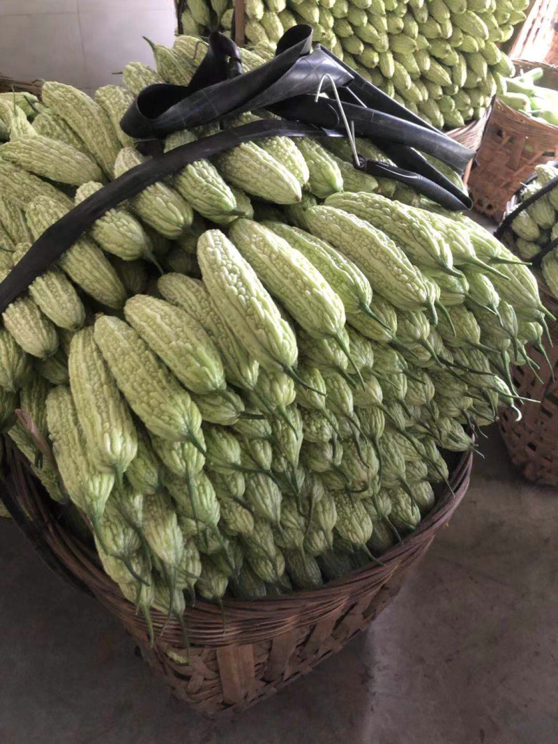 🔥产地直销🥗新鲜珍珠苦瓜白苦瓜油苦瓜