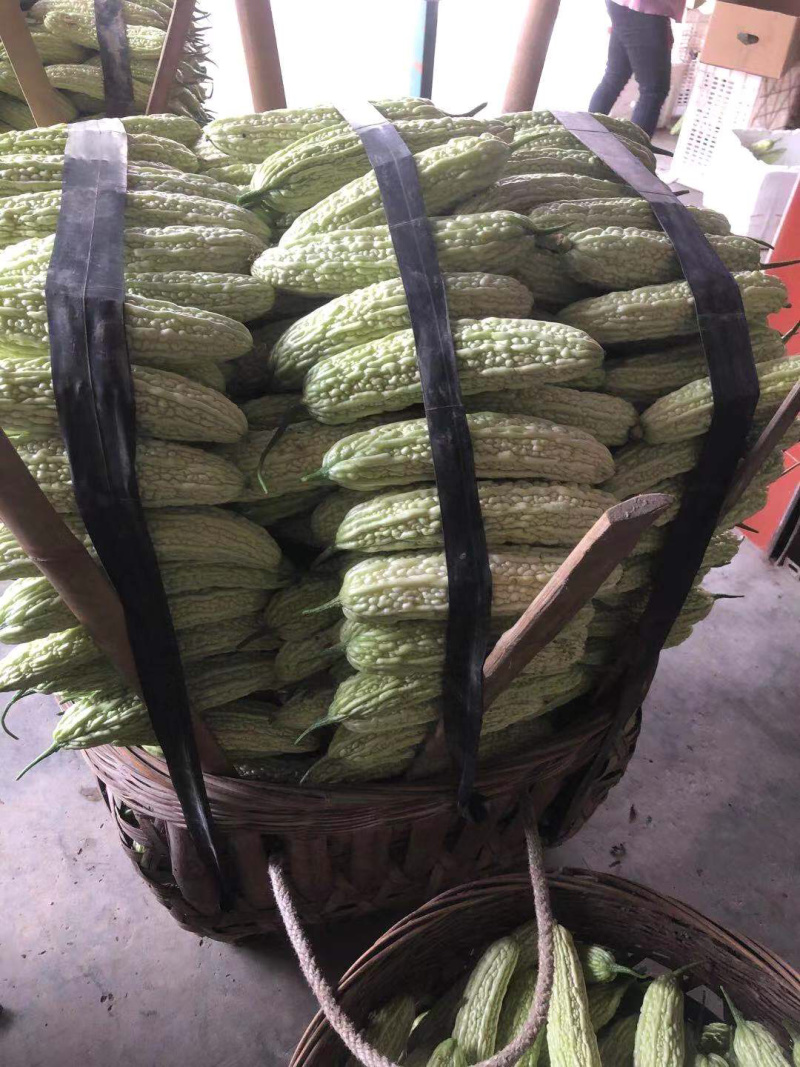 🔥产地直销🥗新鲜珍珠苦瓜白苦瓜油苦瓜