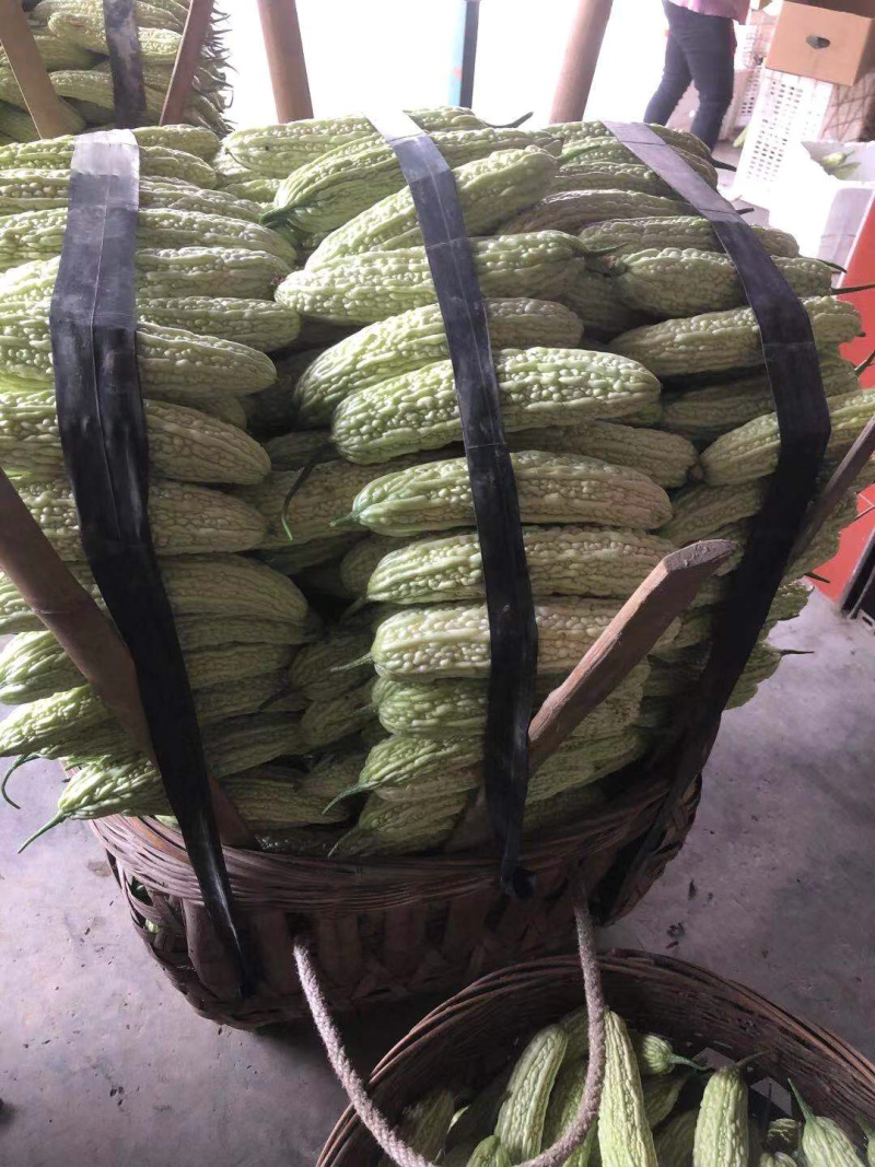 🔥产地直销🥗新鲜珍珠苦瓜白苦瓜油苦瓜