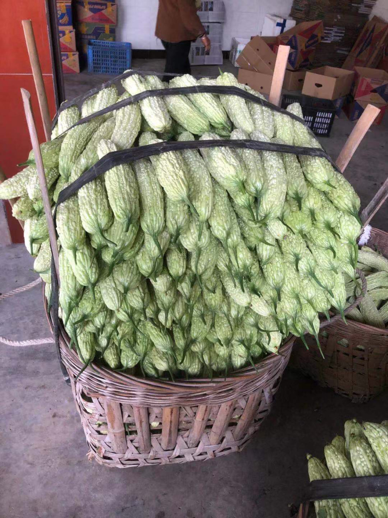 🔥产地直销🥗新鲜珍珠苦瓜白苦瓜油苦瓜