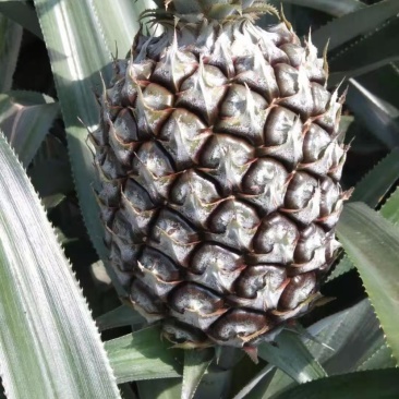 《热卖》产地云南香水菠萝一手货源没有差价