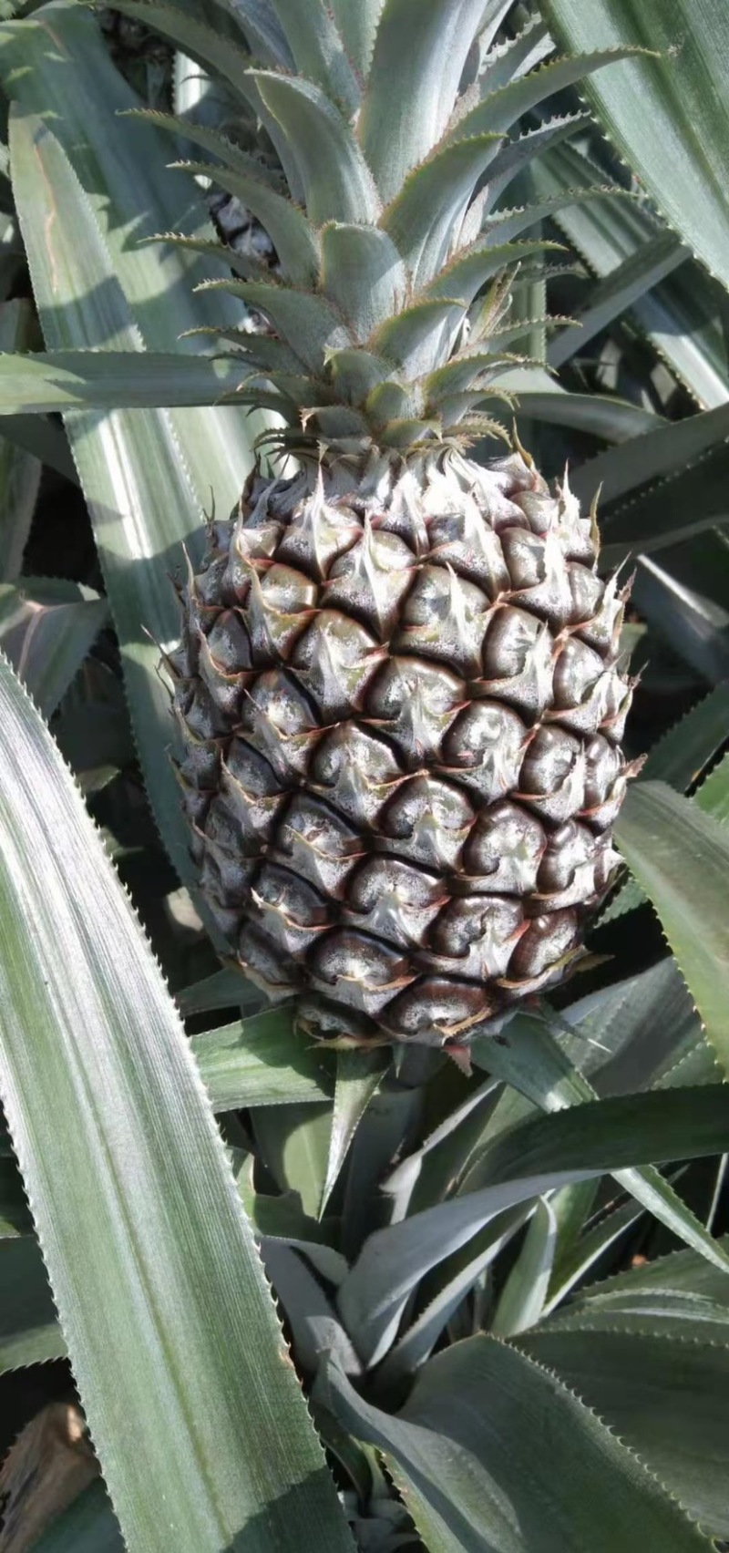 《热卖》产地云南香水菠萝一手货源没有差价