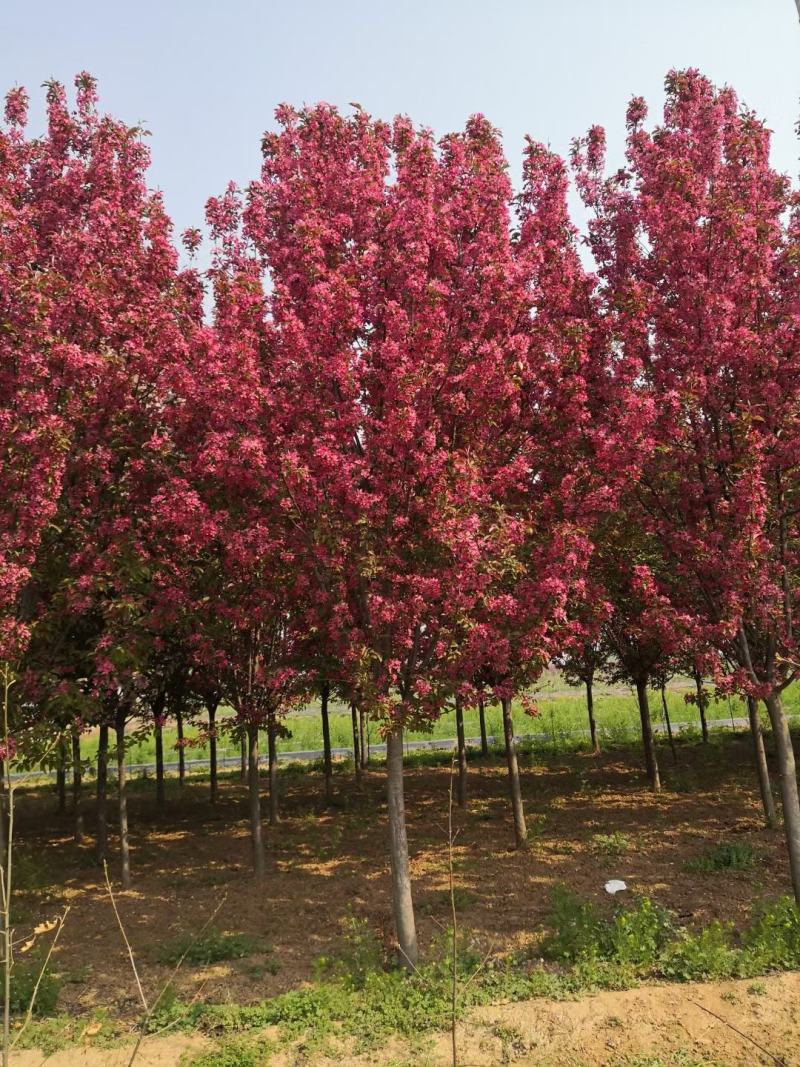 江苏大面积种植海棠基地海棠变色中质量保证可视频看货