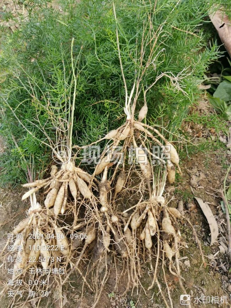 基地一手货源天冬种苗价格优惠，量大从优安排发货