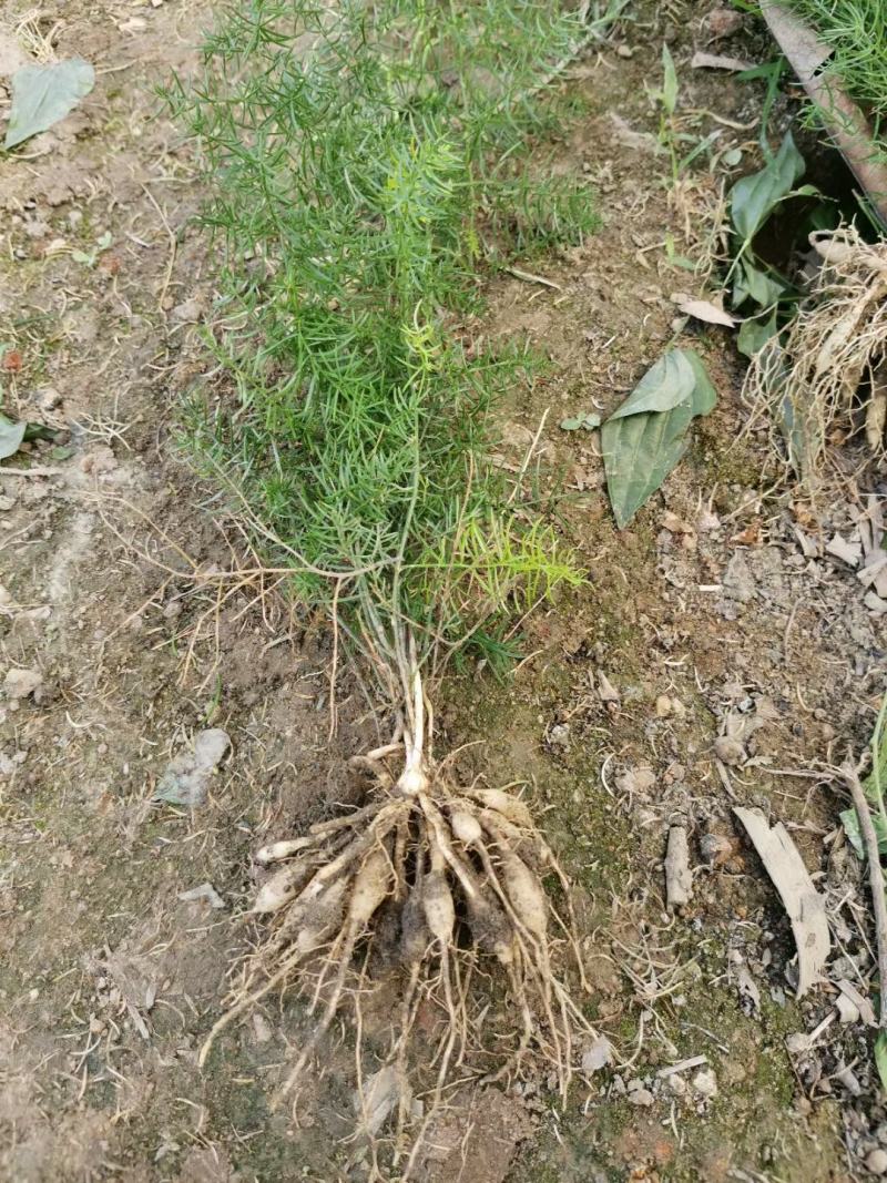 基地一手货源天冬种苗价格优惠，量大从优安排发货