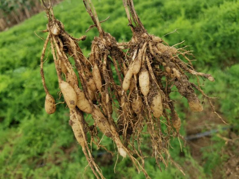 基地一手货源天冬种苗价格优惠，量大从优安排发货