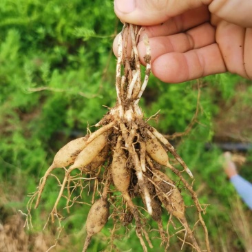 基地一手货源天冬种苗价格优惠，量大从优安排发货
