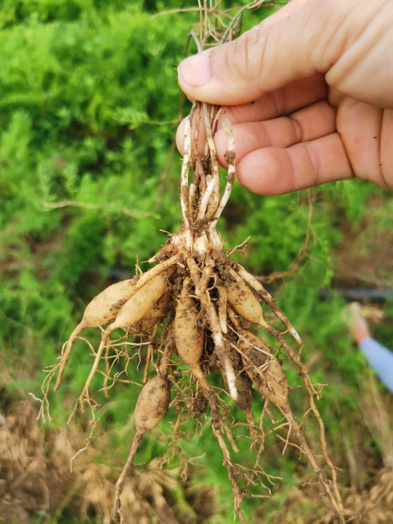 基地一手货源天冬种苗价格优惠，量大从优安排发货
