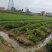 基地一手货源天冬种苗价格优惠，量大从优安排发货
